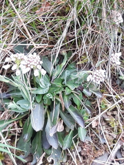 Noccaea caerulescens