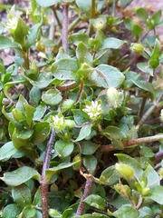 Stellaria media