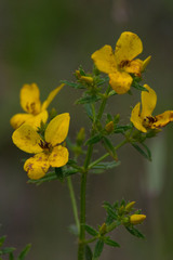 Rhexia lutea