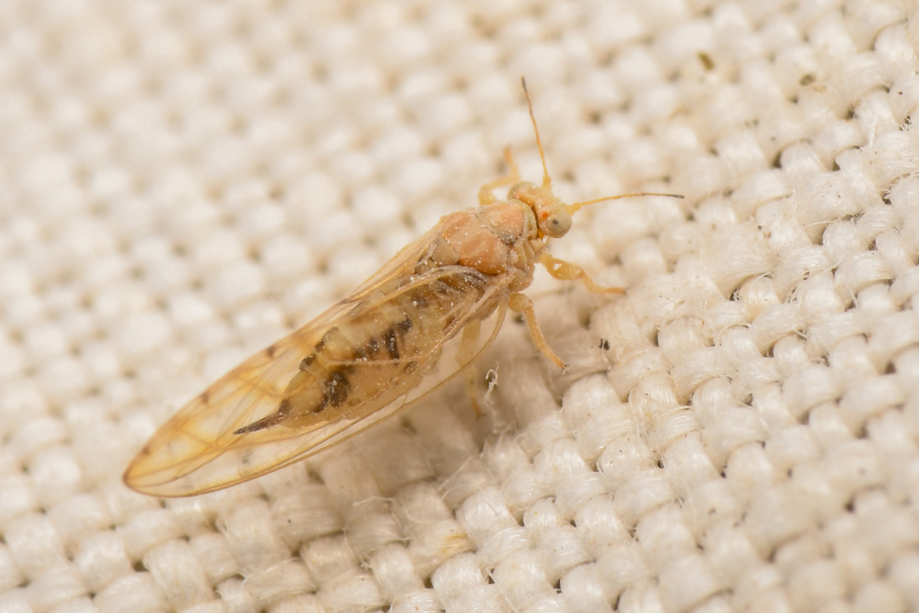 Calinda longistylus