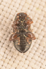 Hemiglyptus basalis