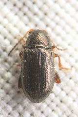 Hemiglyptus basalis