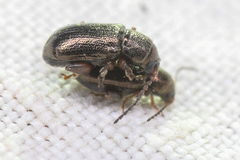Hemiglyptus basalis