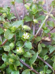 Stellaria media