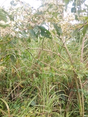 Gymnanthemum amygdalinum