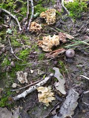 Sebacina sparassoidea