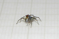 Maeota serrapophysis