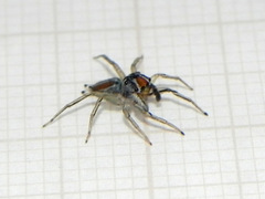 Maeota serrapophysis