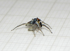 Maeota serrapophysis