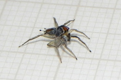 Maeota serrapophysis