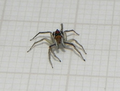 Maeota serrapophysis