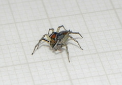 Maeota serrapophysis