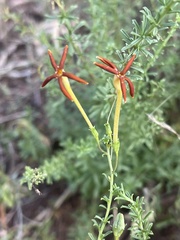 Jamesbrittenia huillana