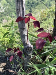 Euphorbia cotinifolia image