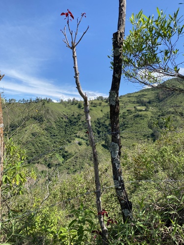 Euphorbia cotinifolia image