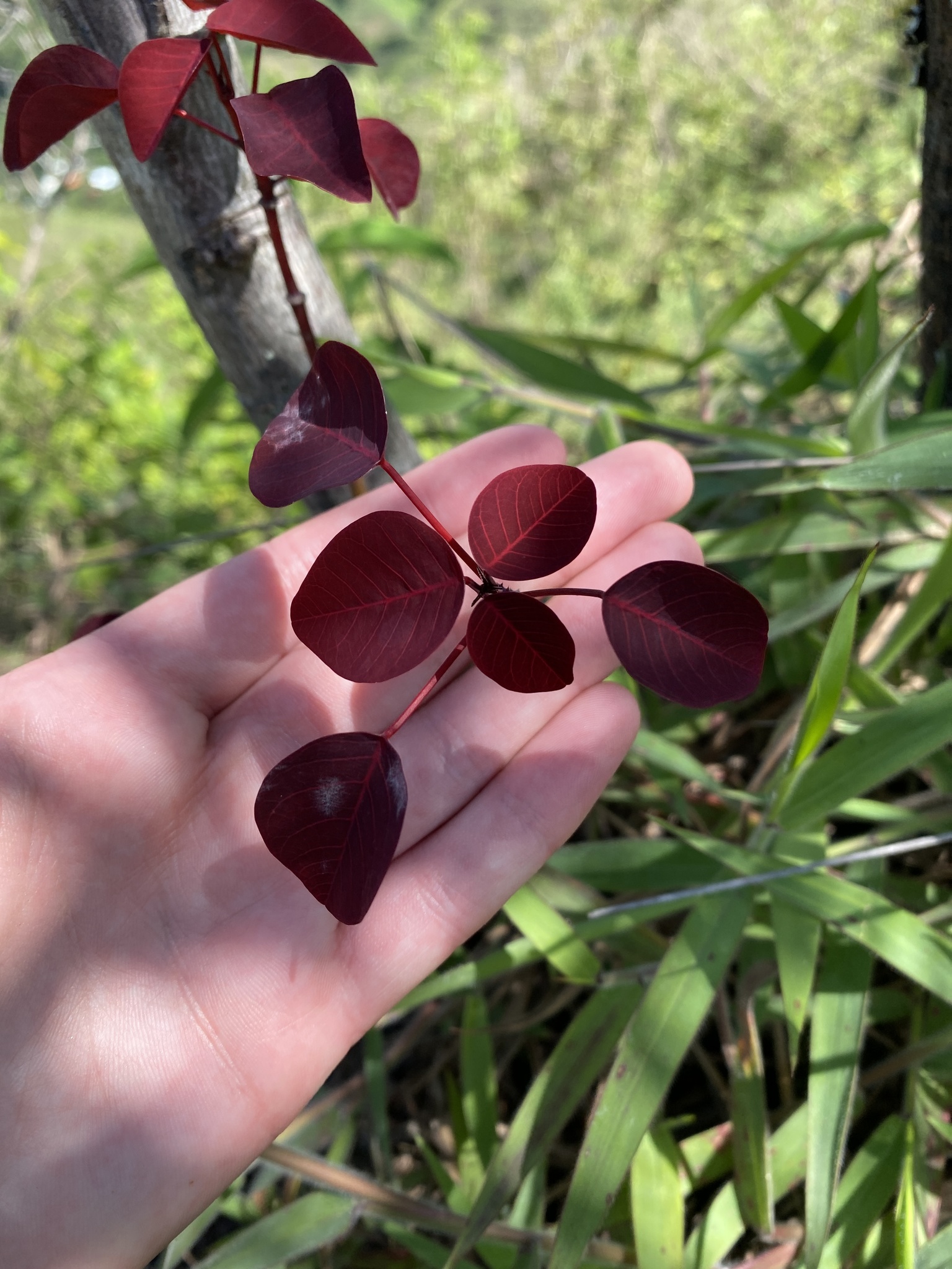 Euphorbia cotinifolia image