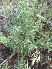 Jamesbrittenia huillana