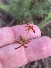 Jamesbrittenia huillana