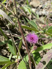 Mimosa albida image