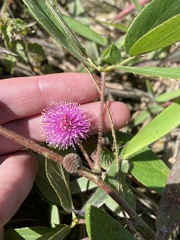 Mimosa albida image