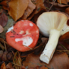 Russula