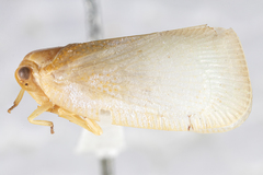 Flatormenis albescens