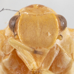 Flatormenis albescens