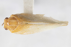 Flatormenis albescens