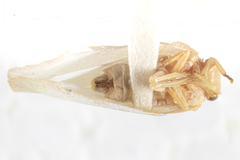 Flatormenis albescens