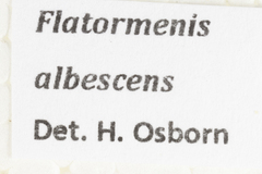Flatormenis albescens
