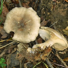 Clitocybe nebularis