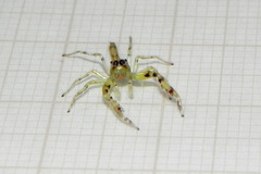Itata