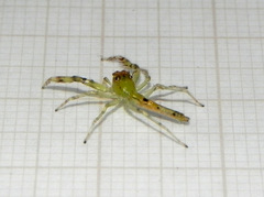 Itata