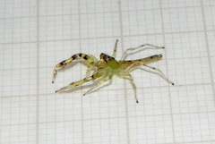 Itata