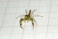 Itata