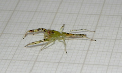 Itata