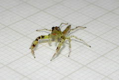 Itata