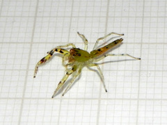 Itata