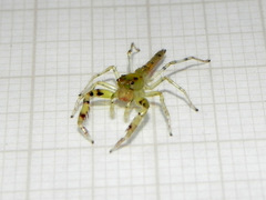 Itata