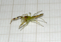 Itata