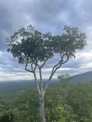 Cussonia zuluensis