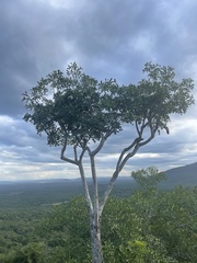 Cussonia zuluensis