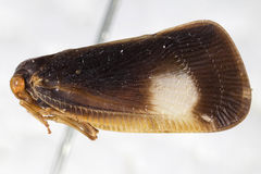 Flatormenis panamensis