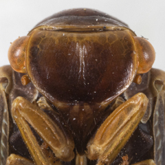 Flatormenis panamensis