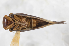 Flatormenis panamensis