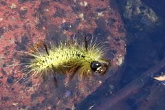 Lophocampa mixta