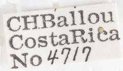 Flatormenis panamensis