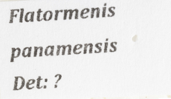 Flatormenis panamensis