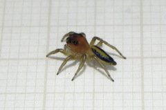 Ilargus