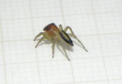 Ilargus
